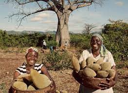 Livingstone, who famously carved his name. Baobab Fruit Supplier Launches Two New Product Innovations For Beverages Bevnet Com