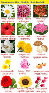 In indian art and mythology, the lotus symbolizes fertility, divinity, knowledge and wealth. Flowers Name Chart In Hindi Sanskrit And English Flowers Name Indian Flower Names Flower Names Flowers Name In Hindi