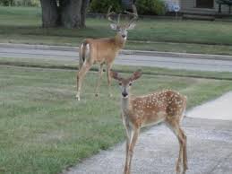 A deer, a raccoon and a rabbit enter a garden: Margaret Pinter (Opinion)