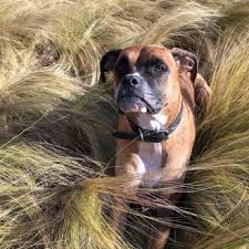 Learn how to safely buy a puppy online. Low Cost Pet Vaccinations Saving Money On Your Dog S Shots