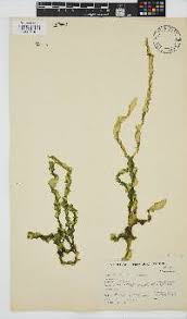 Image result for Hermbstaedtia linearis