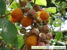 Hisalu Uttarakhand Travel Photos Uttaranchal Pictures Photo Travel Photos Uttarakhand