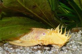 9 clown plecos behaviour and temperature: Albino Bristlenose Pleco Detailed Guide Care Diet And Breeding Shrimp And Snail Breeder