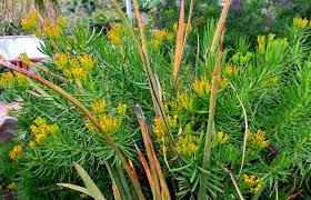 Image result for Senecio propior