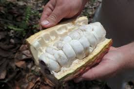 Penanaman buluh komersial di malaysia. Pemprosesan Buah Koko Cocoa Kepada Coklat Chocolate Myrokan