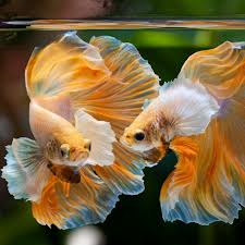 Последние твиты от betta halfmoon madrid (@bettahalfmoon). Dumbo Betta Thailand Betta Fish Live Big Ear Multicolor Premium Plakat Male Siamese Fighting Ornamental Fish Pet Aquariums Buy Bettas Halfmoons Halfmoon Plakats Hmpk Crowntails Deltas Super Deltas Double Tails