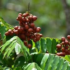 Image result for Lepisanthes