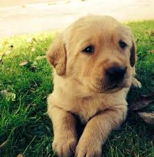 We did not find results for: Golden Retriever Labrador Puppy Images Cuteanimals