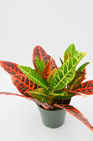 Image result for Croton polytrichus