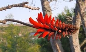 Image result for Erythrina lysistemon