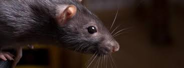 In fact, when many people think of an exterminator, they think of orkin first, and with good reason. Pest Control Green Flash Pest Control Reviews