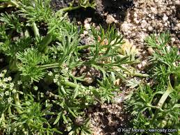 Image result for Apium leptophyllum