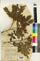 Image result for Albizia grandibracteata