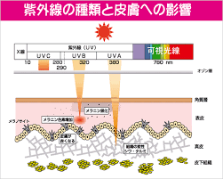 日焼けについて - 肌トラブルの基礎知識 | DRX - ロート製薬株式会社