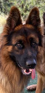Ted E Bear In 2020 German Shepherd Dogs Dogs German Shepherd