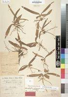 Image result for Chlorophytum affine