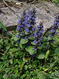 Image result for Haumaniastrum glabrifolium