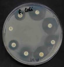 Antimicrobial Susceptibility Testing Microbiology Resource Center Truckee Meadows Community College