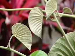 Image result for Argyreia nervosa