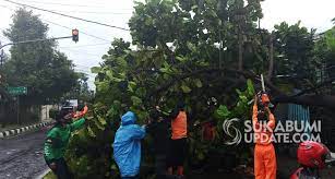 Ternak & distributor cacing kualitas terbaik dengan pilihan jenis cacing lumbricus rubellus, african night crawler (ac)onik e Pohon Tumbang Di Depan Tk Kartika Ganggu Lalu Lintas Jalan Selabintana Sukabumi