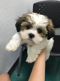 Maybe you would like to learn more about one of these? Maltese And Shih Tzu Novocom Top