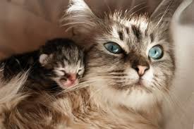 Each pregnancy produces three to eight babies, called kittens or kits. Cat Breeding Time Of The Year Vetwest Animal Hospitals