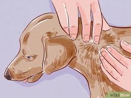 Regardless of what type of mite is hitching a ride on your dog, the symptoms can be bothersome, uncomfortable, and even painful. How To Tell If Your Dog Has Fleas 14 Steps With Pictures