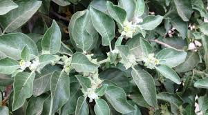 Image result for Withania