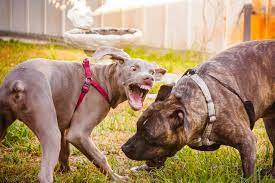 They should be used whenever there is any risk that a bite could happen. How To Stop Aggressive Behavior In Dogs