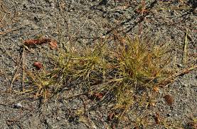 Image result for Sporobolus festivus