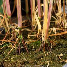 Image result for Rottboellia cochinchinensis