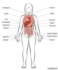 There is a wide range of normality of female body shapes. Internal Organs Female Body Schematic Human Anatomy Illustration Isolated Vector On White Background Stock Vector Adobe Stock
