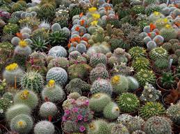 Desktop backgrounds hd nature background 1920x1200, water, sky. Cactus Garden Wallpapers Top Free Cactus Garden Backgrounds Wallpaperaccess