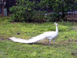 Tavus Kusu Kusu Tavus Kusu