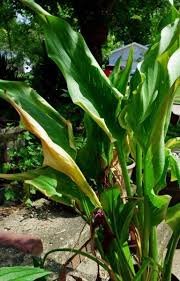 Vanliga växande problem kan orsaka att den stora calla liljan blommar för att falla. Tips Information About Calla Lilies Gardening Know How