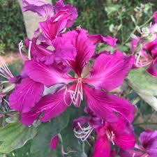 Image result for Bauhinia purpurea