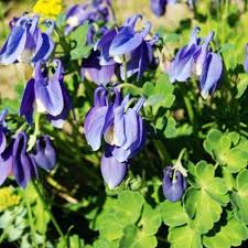 Image result for Aquilegia flabellata ministar