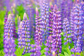 We did not find results for: Lupine Flowers Tips For Growing Lupines