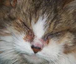A cat allergy is no laughing matter. Abbey A Feral Cat Has An Eye Infection