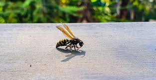 Schendel lawn and landscape provide residential and commercial lawn care services to their clients. How To Get Rid Of Yellow Jackets In Topeka Ks Schendel Pest Services
