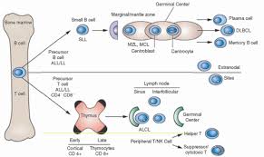 non hodgkin lymphoma in adults oncohema key