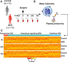 Specific Immune Response Flow Chart Diagram System Red Bone