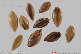 Image result for Panicum pilgeri