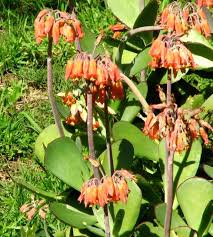 Image result for Cotyledon barbeyi