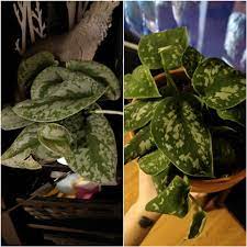 In addition, overfeeding of nutrients, low humidity. Is One A Silver Pothos And The Other A Satin Pothos Or Is That The Same Thing Houseplants