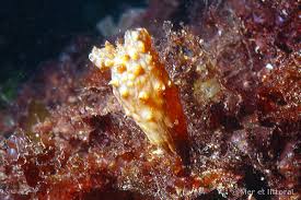 Image result for Styppeiochloa