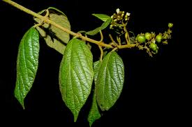 Image result for Premna tanganyikensis