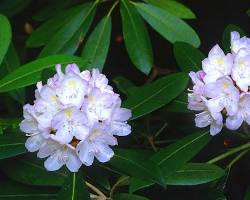 Rhododendron, the state flower of West Virginia