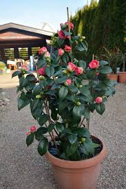 Quieres Cultivar Preciosas Camelias En Macetas Jardines Plantas Jardin Macetas