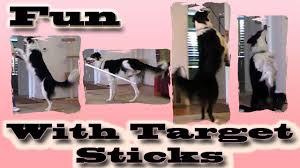 Fun fur pets offers the most flexible dog training classes around the la crosse region and surrounding areas. Fun With Target Sticks Clicker Dog Training Youtube